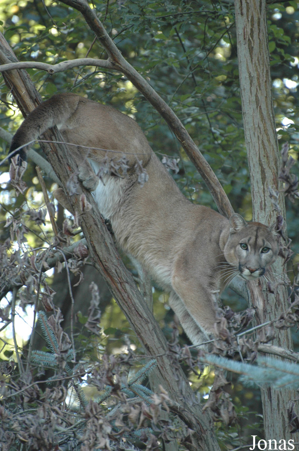 Puma concolor