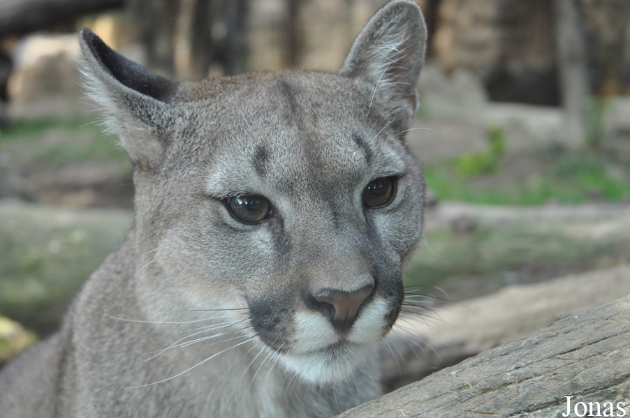 Puma concolor