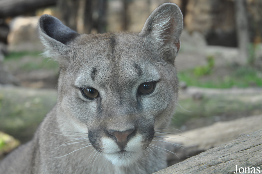 Puma concolor