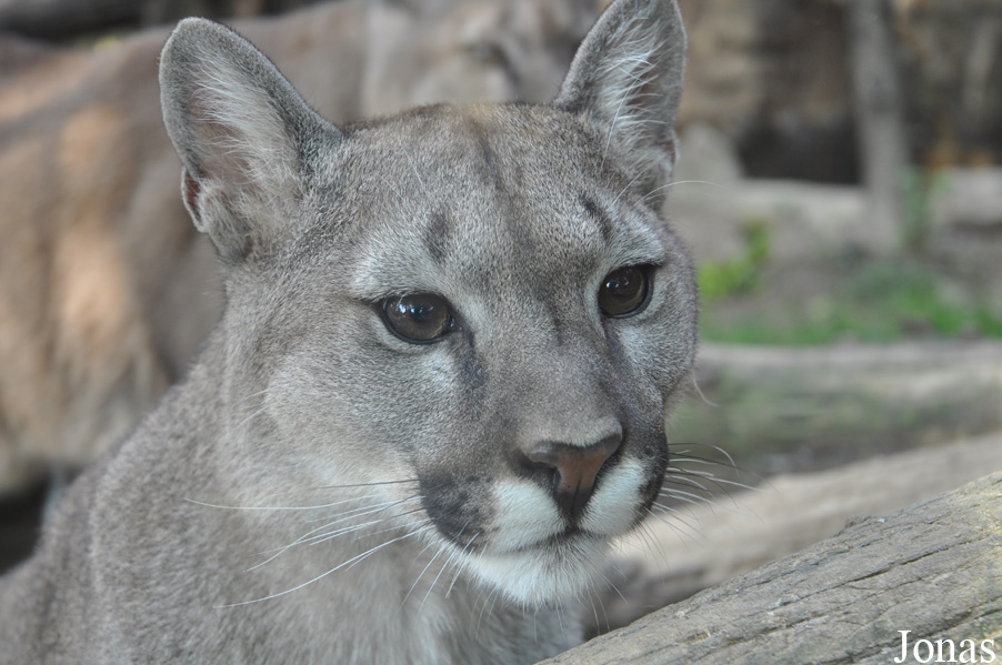 Puma concolor