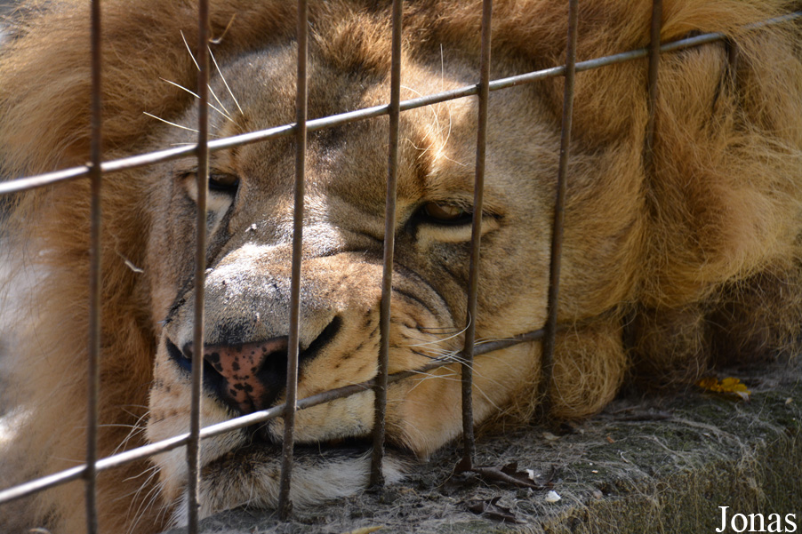 Panthera leo