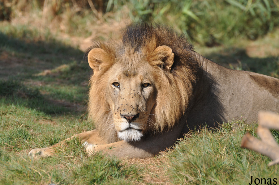 Panthera leo