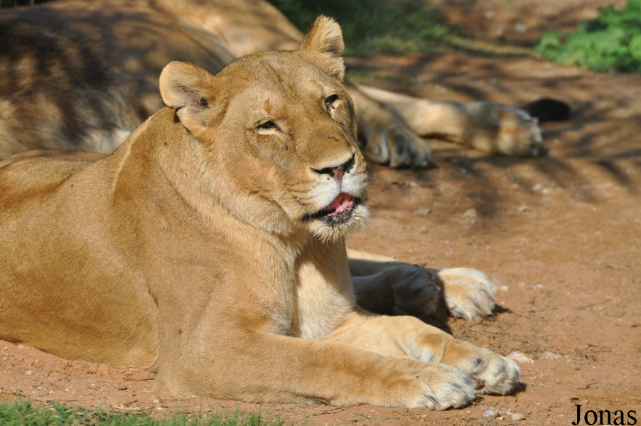 Panthera leo