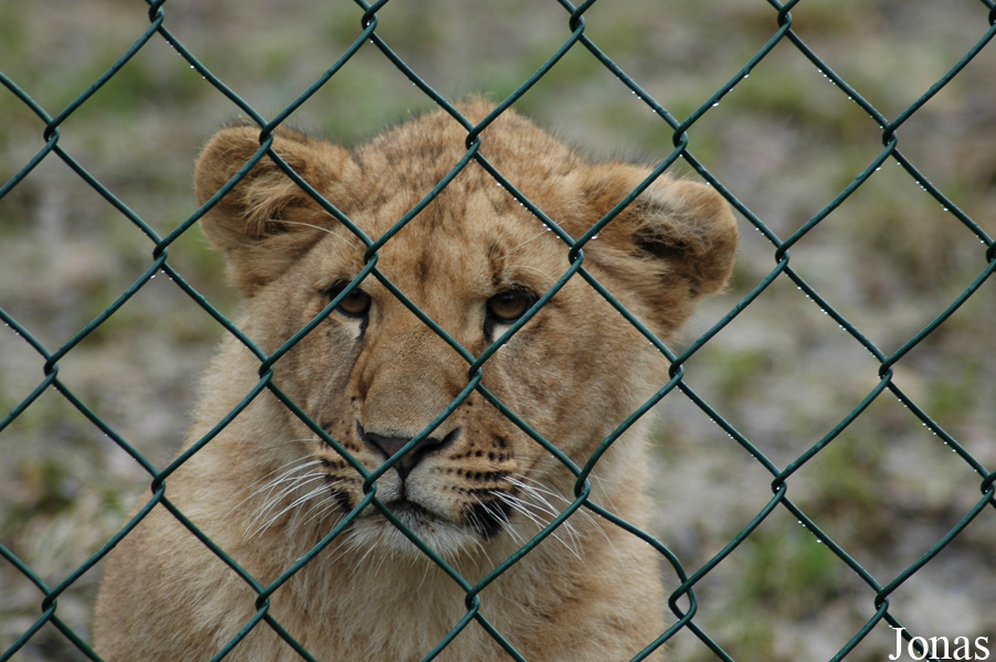 Panthera leo