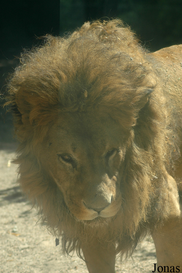 Panthera leo