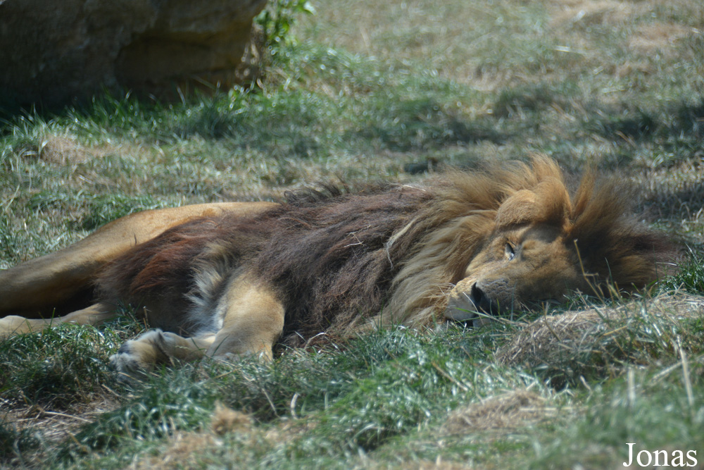 Panthera leo