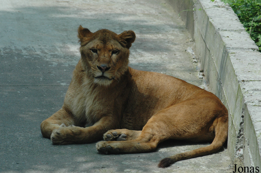 Panthera leo
