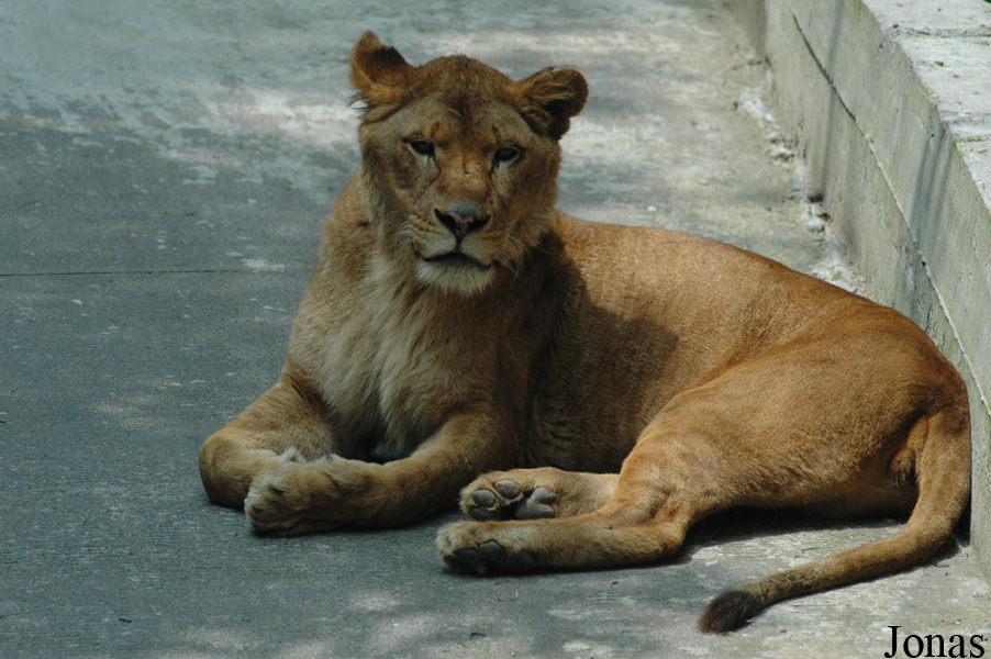 Panthera leo