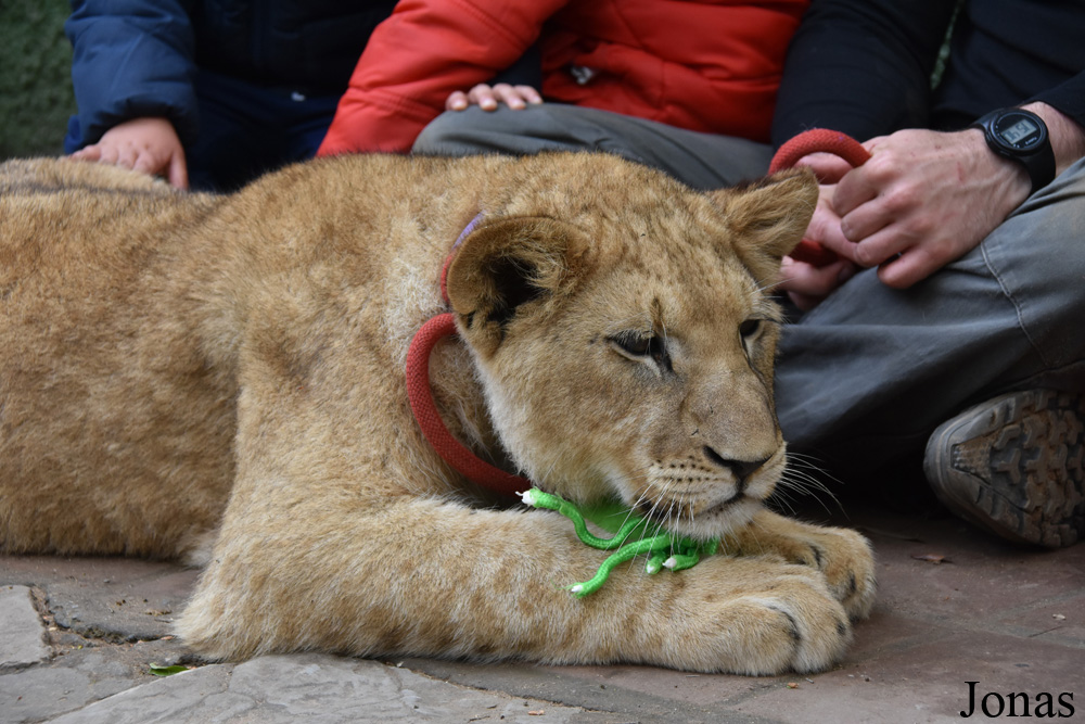 Panthera leo