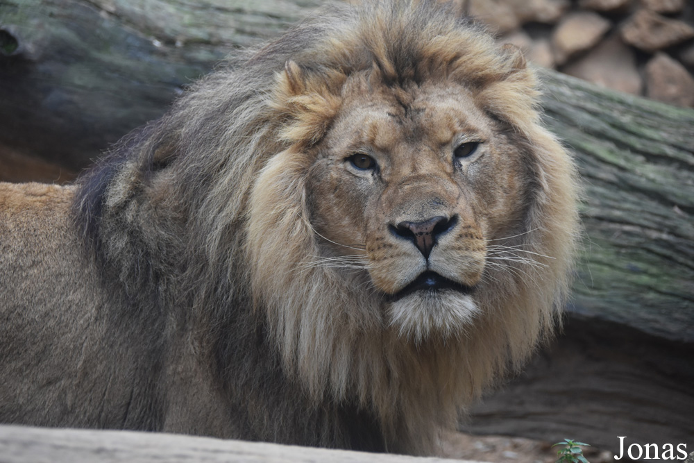 Panthera leo