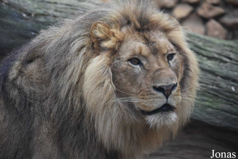 Panthera leo