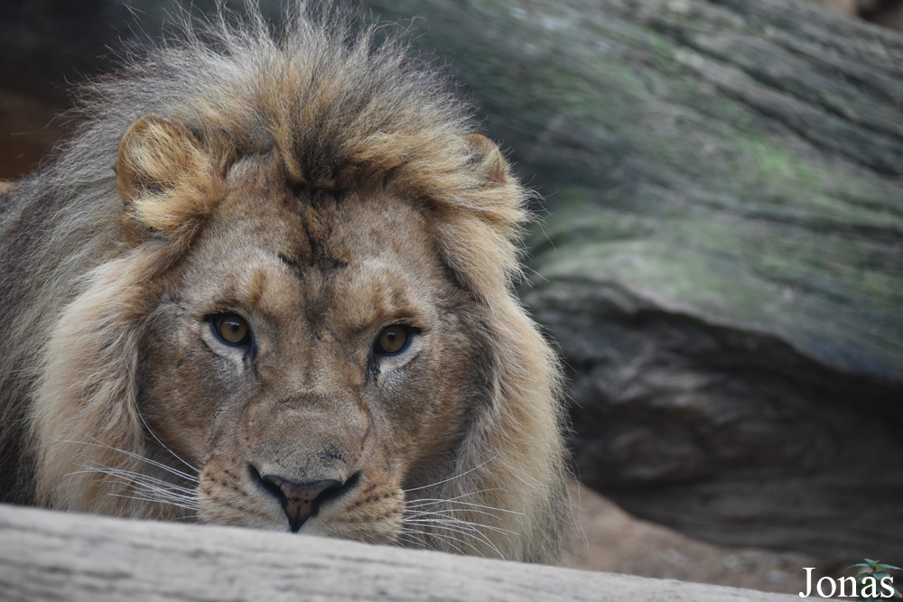 Panthera leo