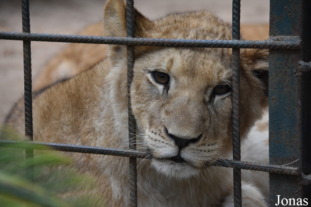 Panthera leo