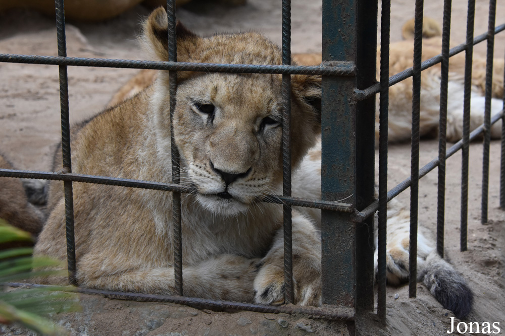 Panthera leo