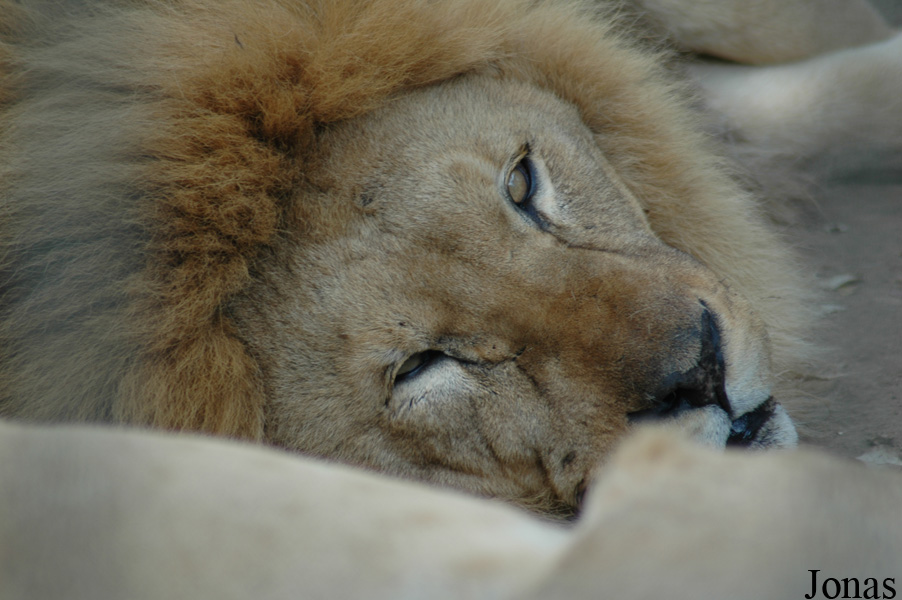 Panthera leo