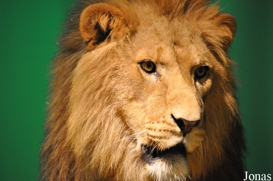 Panthera leo