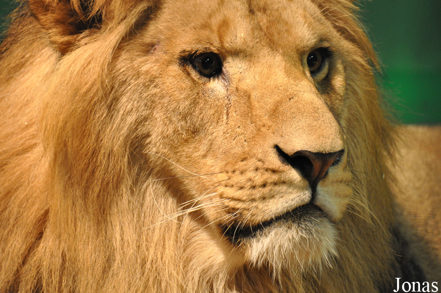 Panthera leo