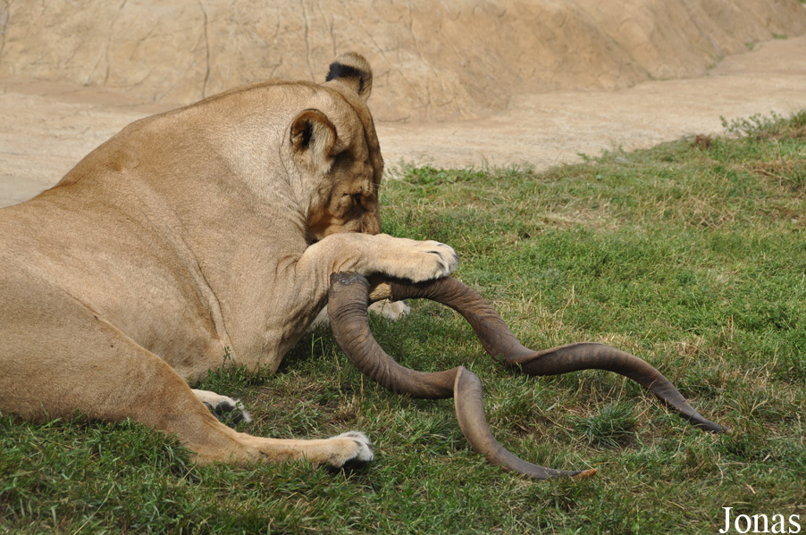 Panthera leo