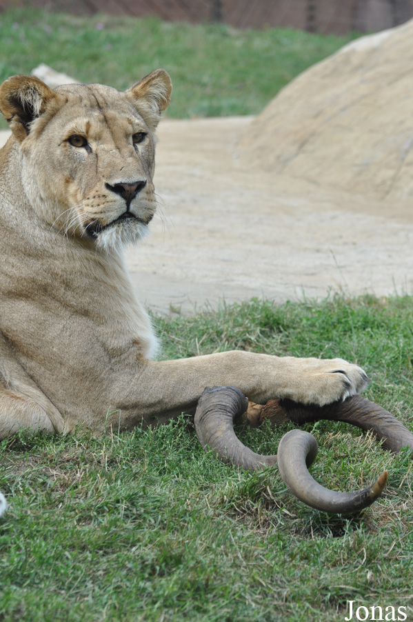 Panthera leo
