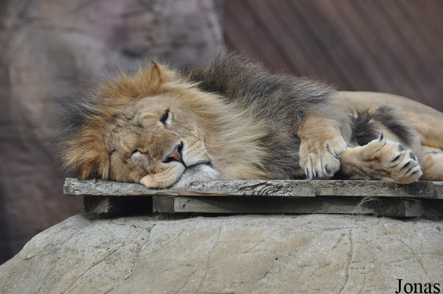 Panthera leo