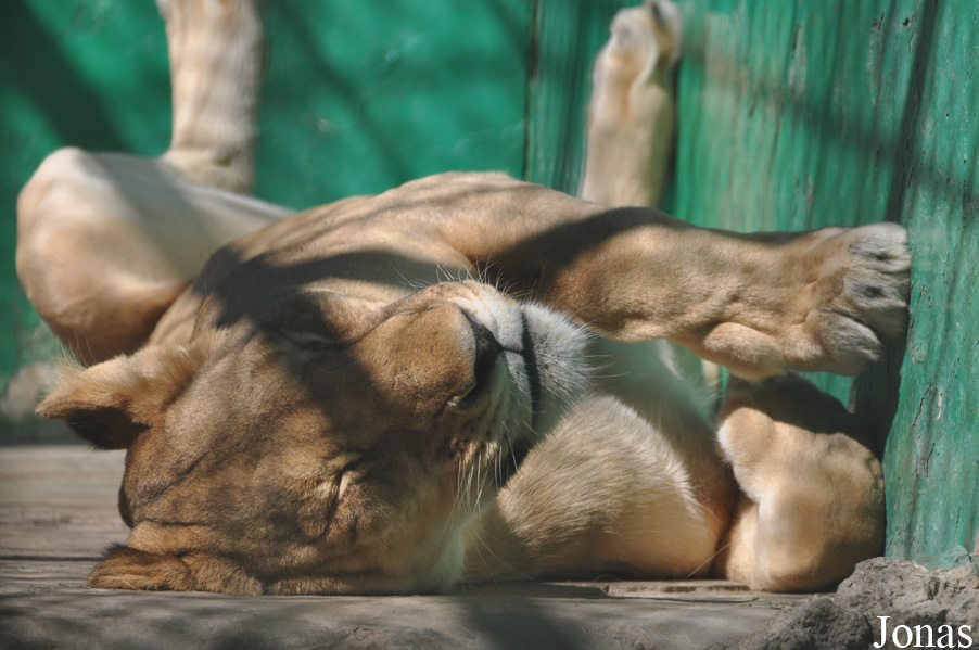 Panthera leo