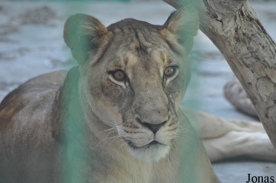 Panthera leo