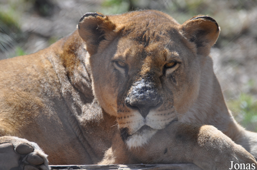 Panthera leo