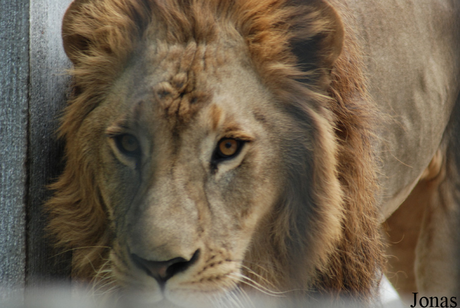 Panthera leo