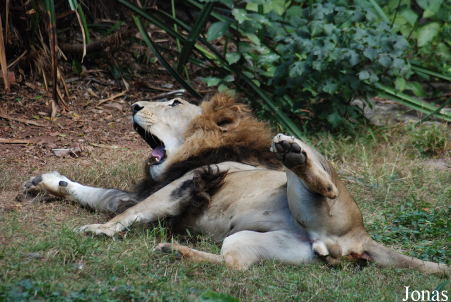 Panthera leo
