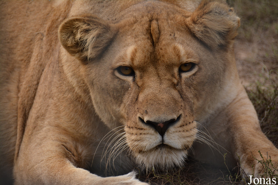 Panthera leo