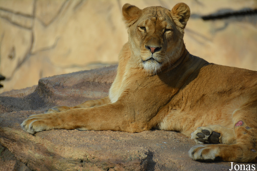 Panthera leo