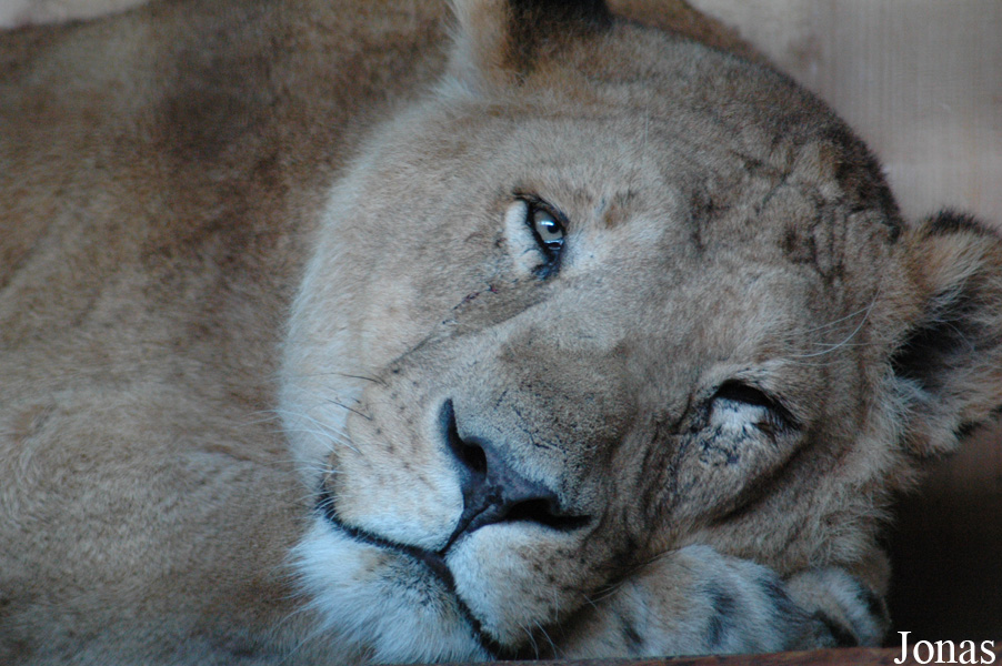 Panthera leo