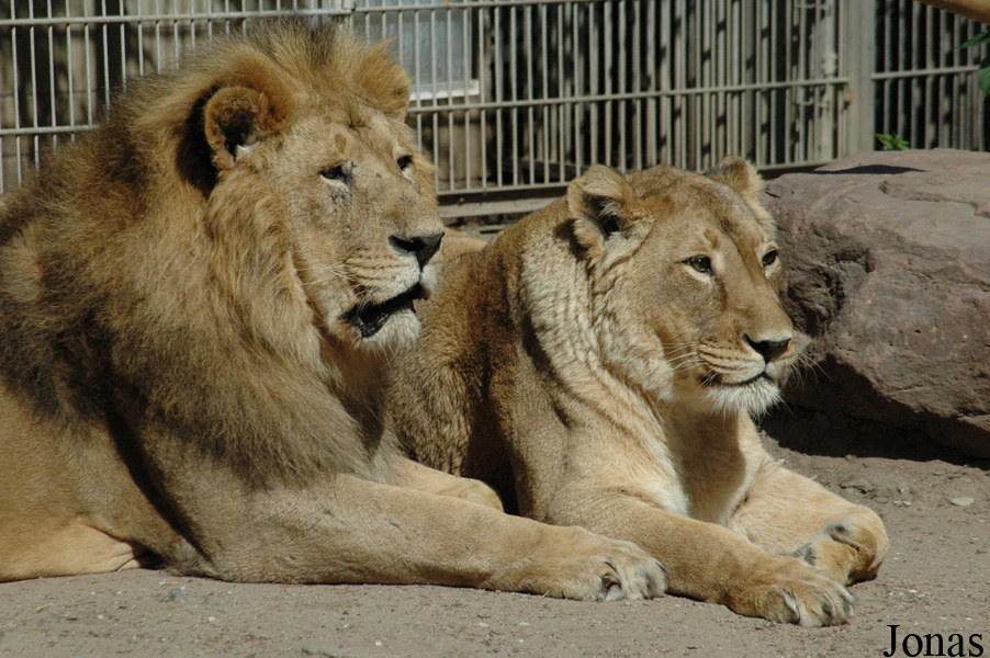 Panthera leo