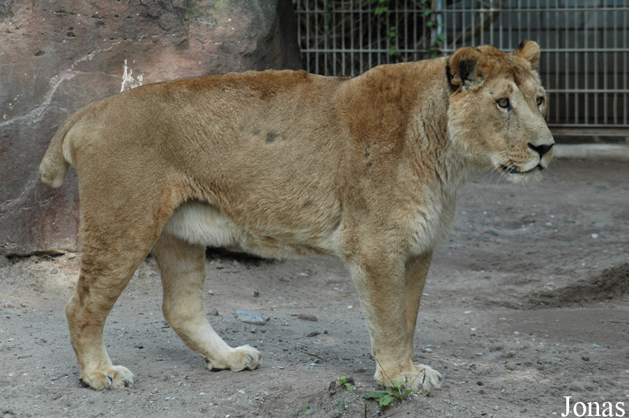 Panthera leo