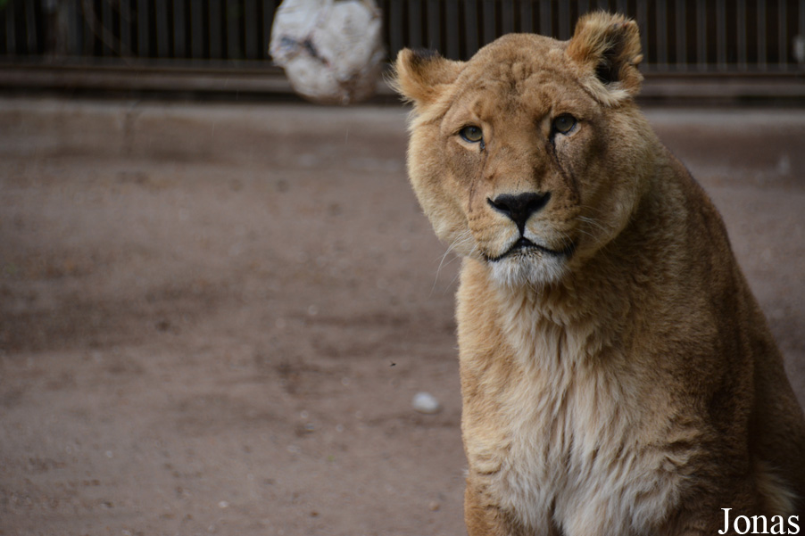 Panthera leo