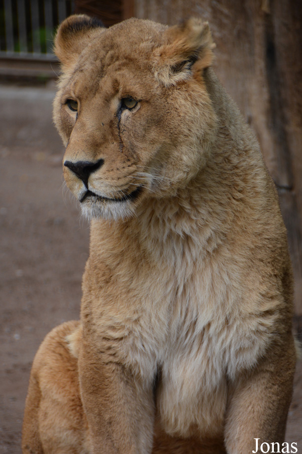 Panthera leo