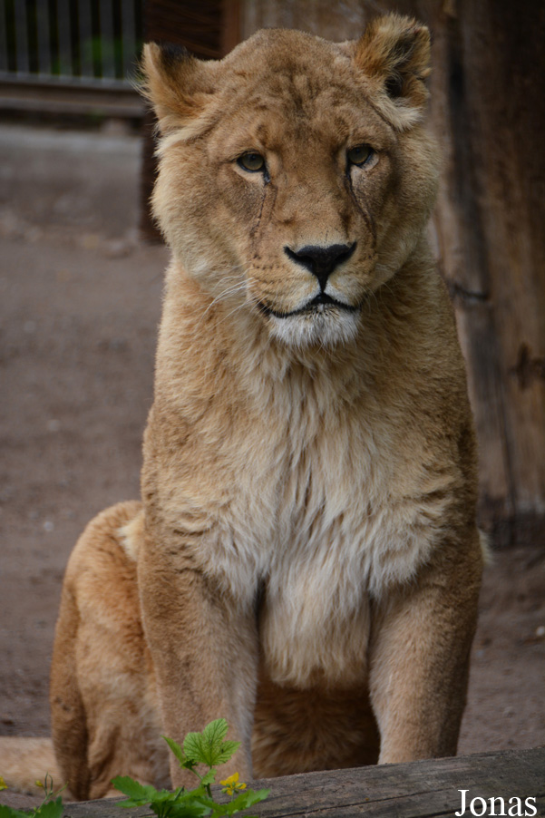 Panthera leo