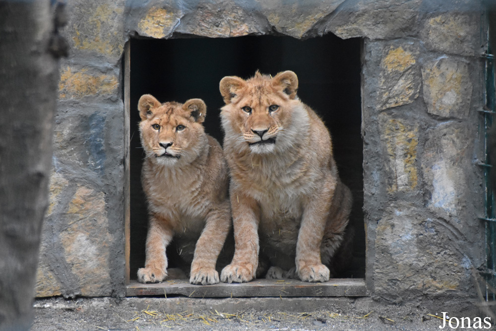 Panthera leo