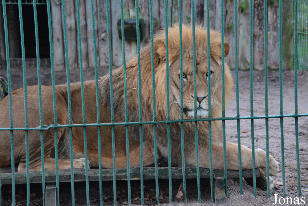 Panthera leo