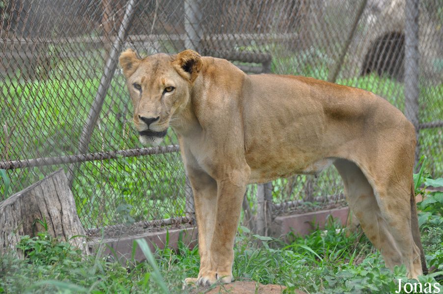 Panthera leo