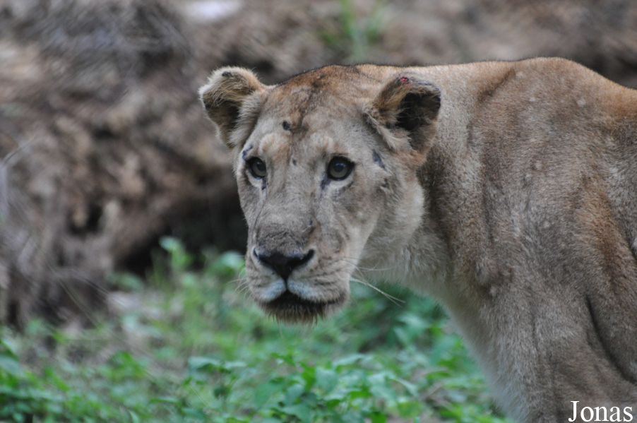 Panthera leo
