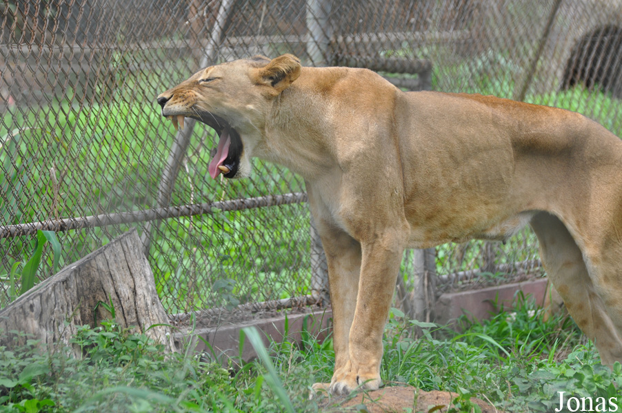 Panthera leo