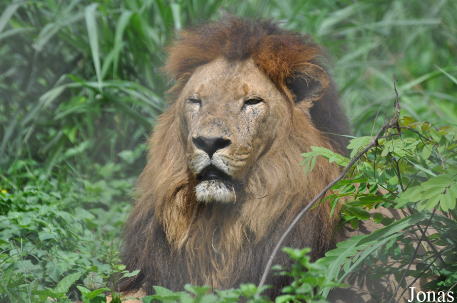 Panthera leo