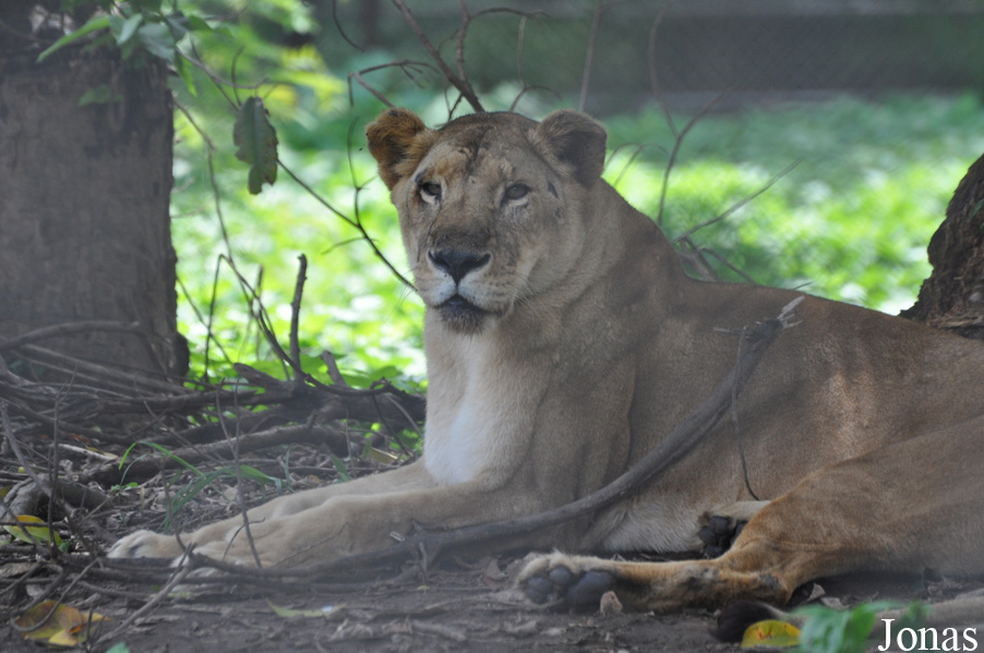Panthera leo