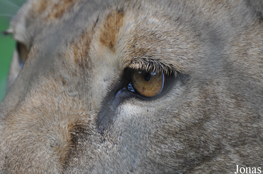 Panthera leo