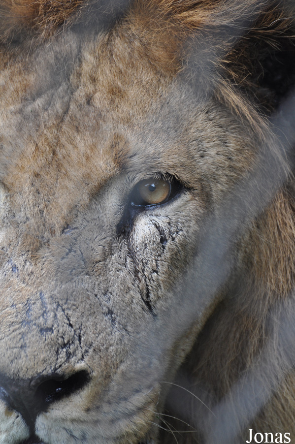 Panthera leo