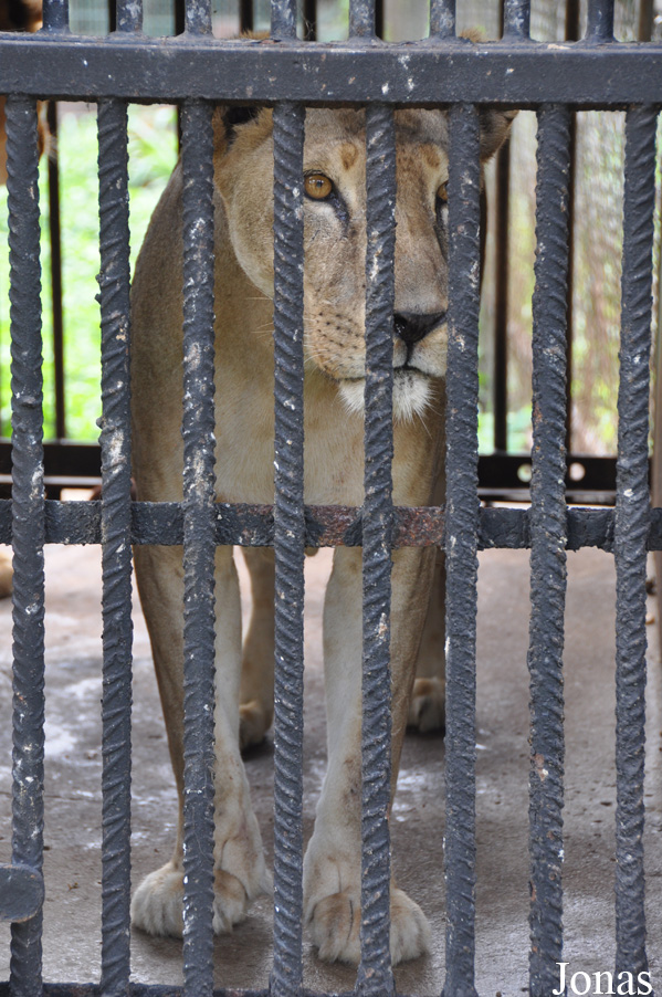 Panthera leo