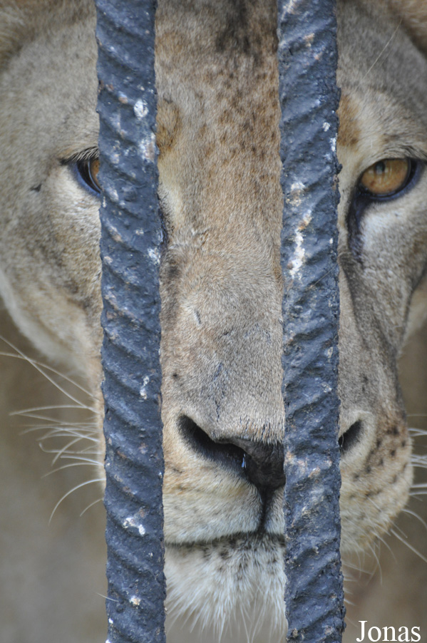 Panthera leo