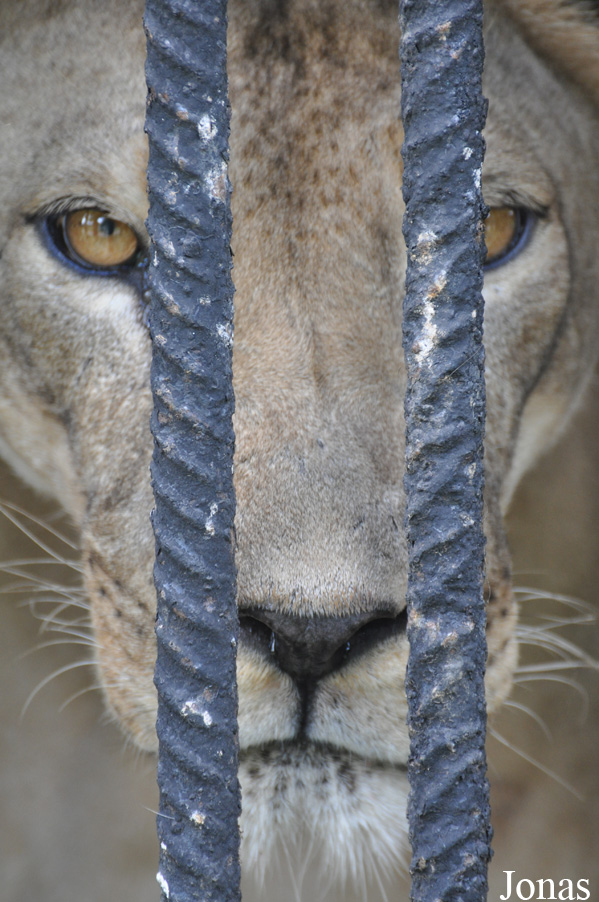 Panthera leo