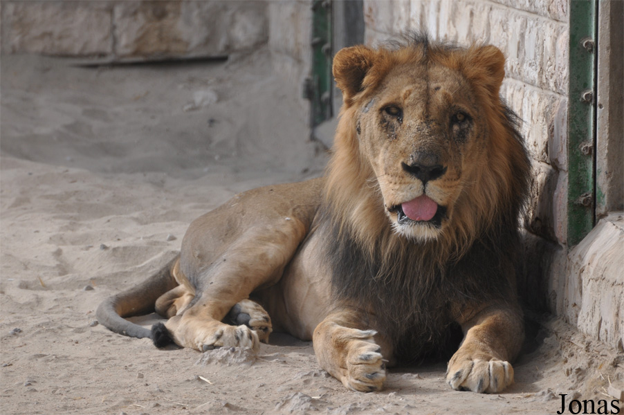 Panthera leo